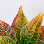 GloboStar® RED AGLAONEMA 78275 Τεχνητό Φυτό Αγλαόνημα Κοκκ. - Μπουκέτο Διακοσμητικών Φυτών - Κλαδιών με Φύλλωμα Πράσινο - Πορτοκαλί - Κόκκινο Υ27cm