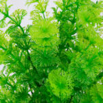 GloboStar® COONTAIL 78290 Τεχνητό Φυτό Κερατόφυλλο - Μπουκέτο Διακοσμητικών Φυτών - Κλαδιών με Φύλλωμα Πράσινο Υ37cm