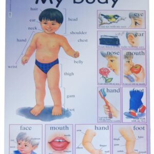 Next εκπαιδευτική αφίσα "Το σώμα μου" Αγγλικά 50x70εκ. 3 τμχ.