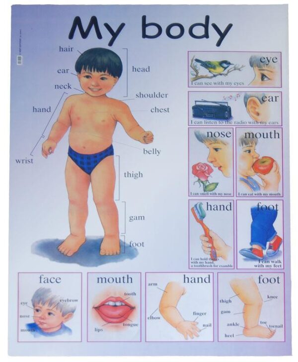 Next εκπαιδευτική αφίσα "Το σώμα μου" Αγγλικά 50x70εκ. 3 τμχ.